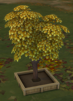 Money tree The Sims Wiki Fandom