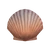Scallop Shell