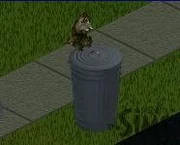 El Bandito sur le point de fouiller une poubelle