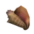Conch Shell