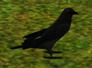 Crow.png (60 KB) Crow