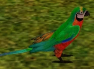 Catalina Macaw.png (66 KB) Catalina Macaw