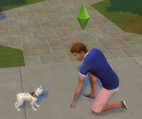 TS4 Pet training example