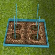 Coin flower patch.jpg