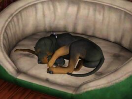 Cão dormindo