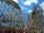 Twisted Timbers