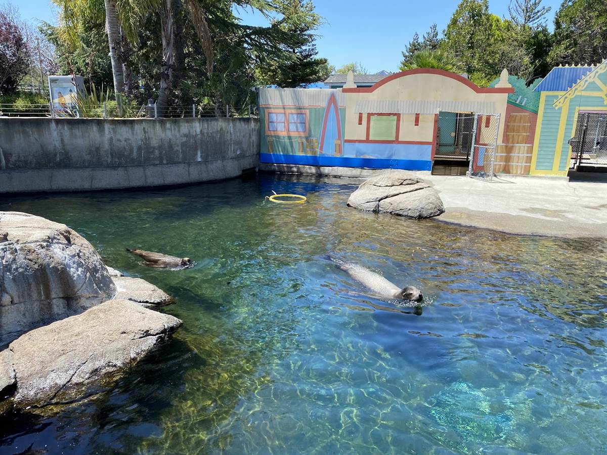 Dolphin Discovery - Six Flags Discovery Kingdom