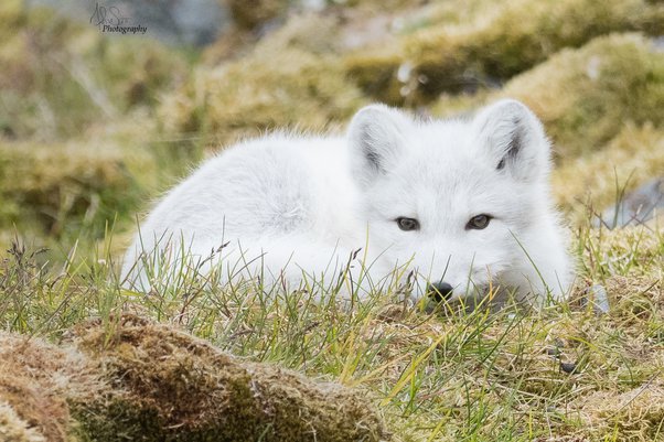 Arctic Fox