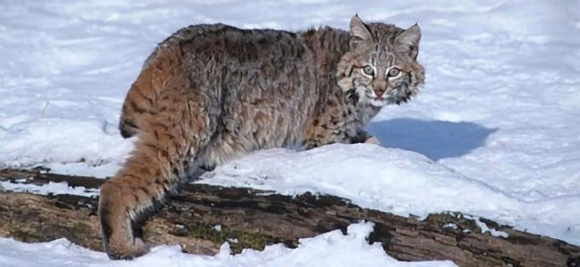 Bobcat Sixth Extinction Wiki Fandom