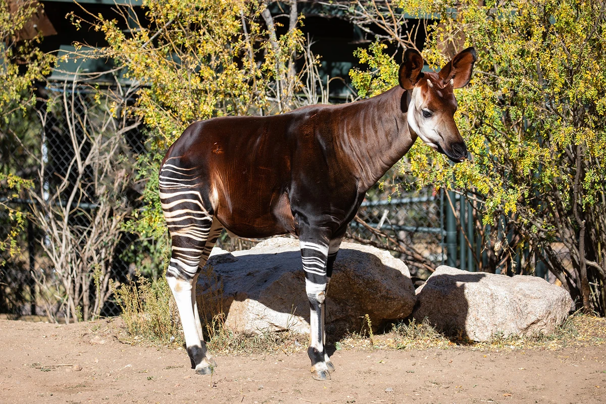 Okapi | Sixth Extinction Wiki | Fandom