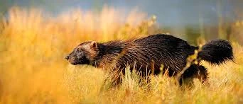 Wolverine | Sixth Extinction Wiki | Fandom