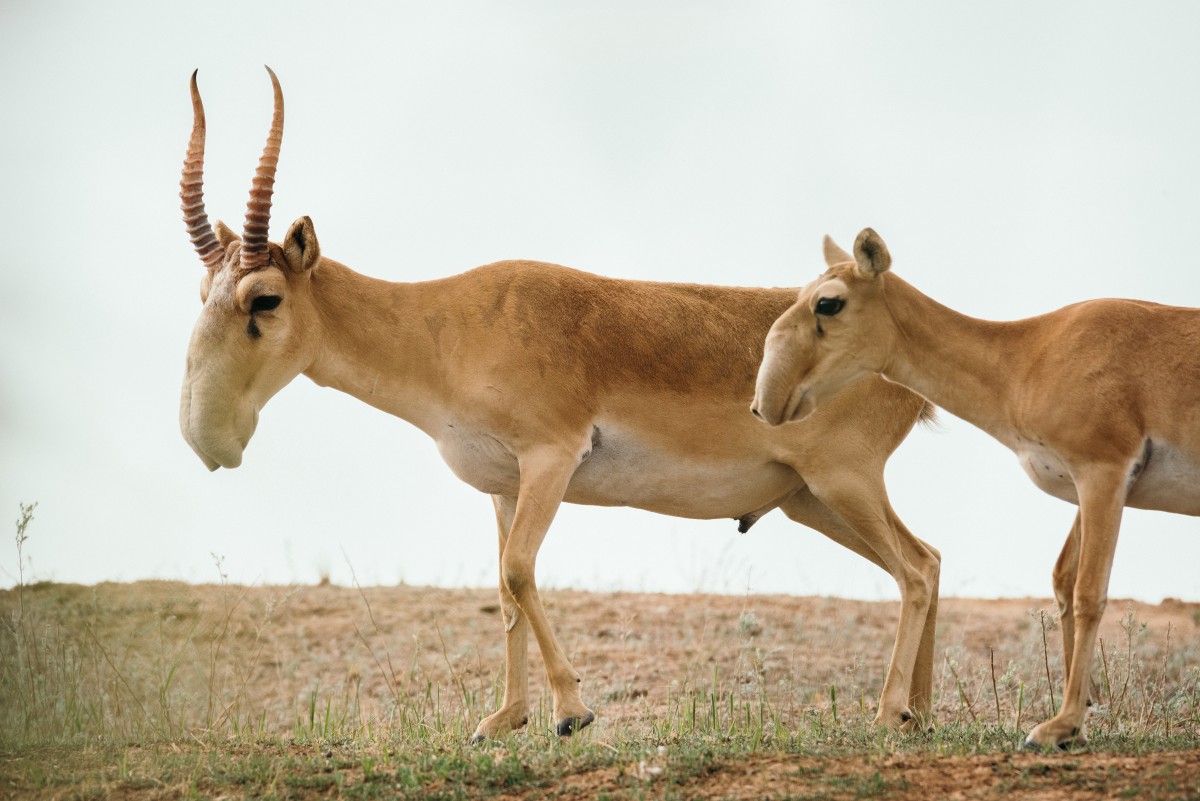 Saiga Antelope гифка