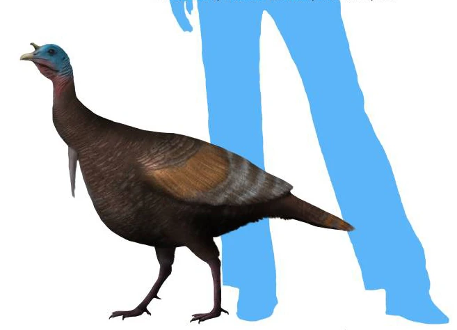 Californian Turkey Sixth Extinction Wiki Fandom