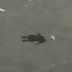 Green Suited Cameraman (Deceased)