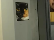 02FullScreen-Dafuqboom'sCat.jpg (127 KB) DaFuq!?Boom!'s cat replacing the Tears For Fear picture.