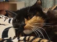 Кот Алексея Дигги.