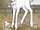 White Stag