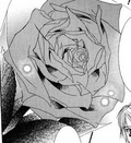 Queen rosa close up.png