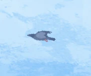 Flying pigeon