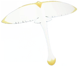A-White-Manta-in-Prairie