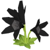 Black Lily Render 2000x2000