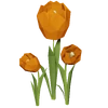 Orange Tulip Render 2000x2000