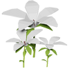 White Hibiscus Render 2000x2000