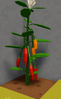 Chili phase4