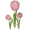 Pink Tulip Render 2000x2000