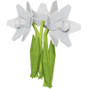 White Daffodil Render 2000x2000