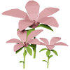 Pink Hibiscus Render 2000x2000