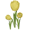 Yellow Tulip Render 2000x2000