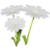 White Daisy Render 2000x2000