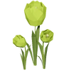 Light Green Tulip Render 2000x2000