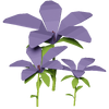 Purple Hibiscus Render 2000x2000