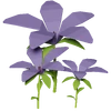 Purple Hibiscus Render 2000x2000