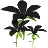 Black Hibiscus Render 2000x2000