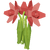 Red Daffodil Render 2000x2000.png