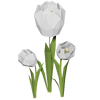 White Tulip Render 2000x2000