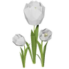 White Tulip Render 2000x2000