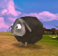 Black Sheep