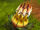 Chompy Pod