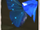 Winged Sapphire