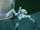Spider (Enemy)