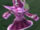 Elf Healer