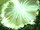 Ray of Light Card Icon.png