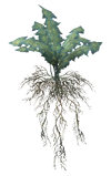 Nirnroot plant