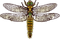 Illustration Dragonfly