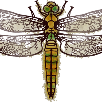 Illustration Dragonfly.png