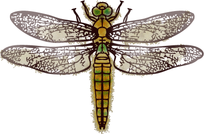 Illustration Dragonfly.png